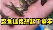 這魚讓我想起了童年