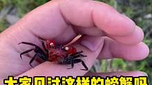 大家见过这样得螃蟹吗？
