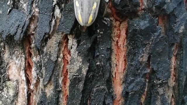 有认识是啥品种的吗