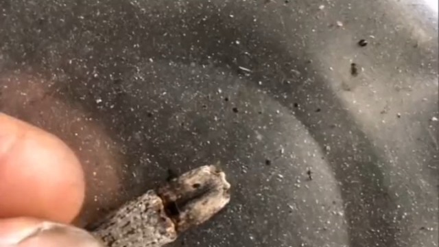 磕头虫的威力有多大