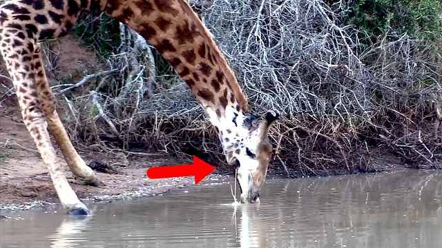 最惨长颈鹿，脸颊受伤破了一个大洞，连喝水都是边喝边漏！