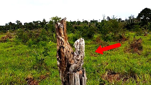 “动物世界伪装大师”为了躲避天敌，一装就是一辈子！