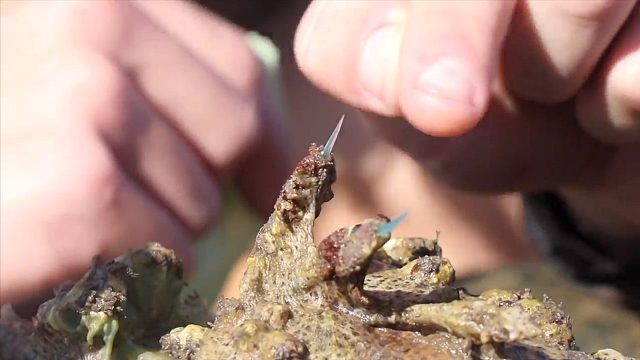 比眼镜蛇还恐怖的“毒王”，被它致命一刺后，几分钟后人就挂了！