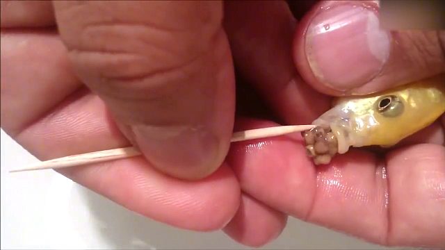 宠物鱼三天不吃不喝，用牙签撬开它的嘴巴一看，竟然有“东西”