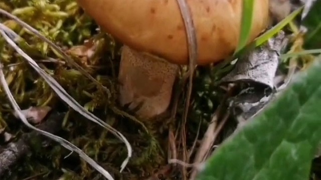 野生菌也太难捡了