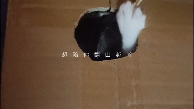 我家小九的快乐生活