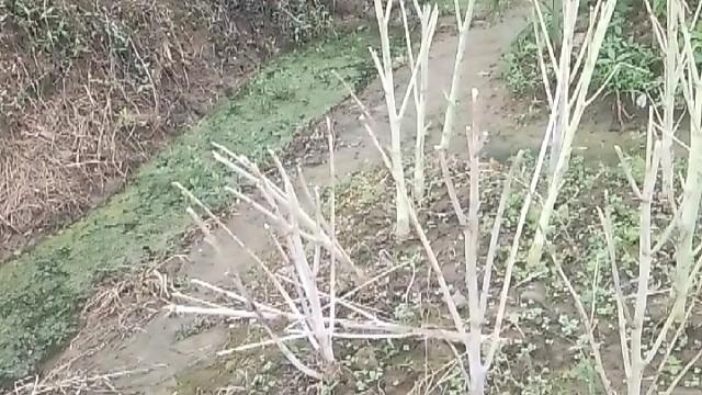 早起干五个小时农活