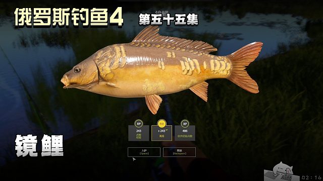 俄罗斯钓鱼4第五十五集：镜鲤