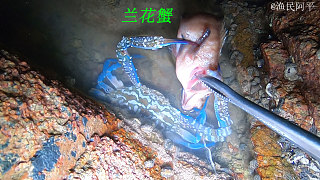 阿平来赶海遇到了在捕猎的兰花蟹，之后还抓到了海参和龙虾