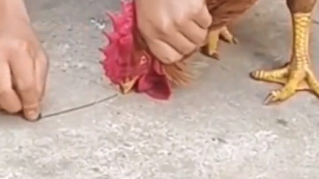 男子现场展示“定鸡术”，网友：这是什么原理？