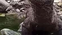 科莫多巨蜥