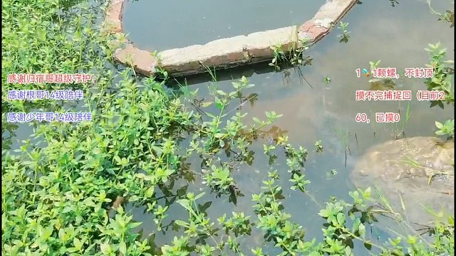 摸螺开始了，兄弟们往死里加，“专家”慌了…