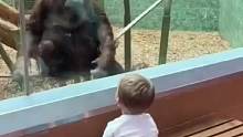 当游客把孩子给猩猩看人类幼仔时，猩猩的老情也太有爱了叭