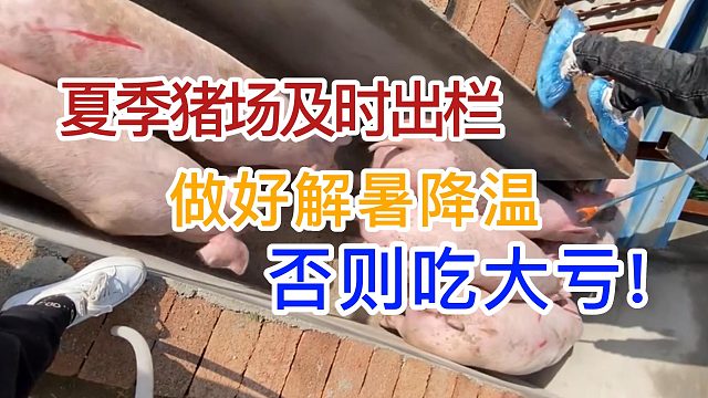 紧急通知！养猪人注意了，夏季高温来袭要做好解暑热应激防控工作！否则吃大亏#养猪#猪热应激#猪病