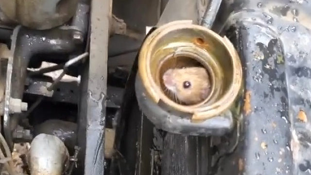 这不打上火。给鼠鼠烧开水洗个澡