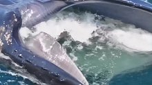 鲸一张口吞下成千上万的鱼