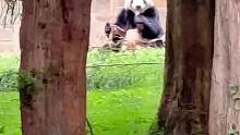 看看这是谁呀！周末去华盛顿再看看美香一家吧#大熊猫 #国宝 #不止我一个想rua大熊猫