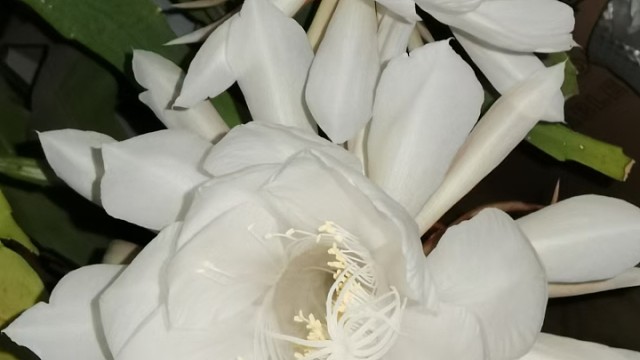 来邯郸了没电今晚不播啦！