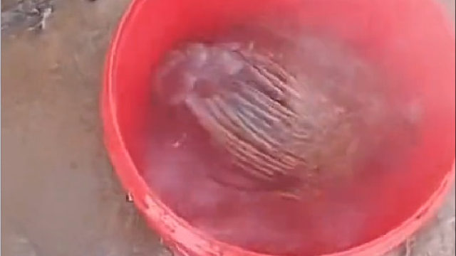 鸡：热啊，全身发热，布洛芬在哪，布洛芬