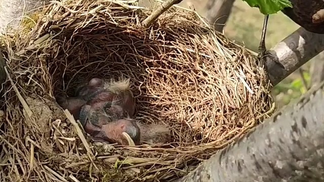 有一只一口没吃到，有一只吃了两口