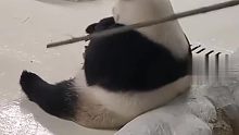 大熊猫暖暖被饲养员用竹竿拍打催促