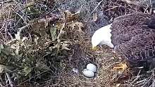 鹰爸爸不小心踩碎一个蛋，鸟妈妈的反应笑死了，真是一孕傻三年！