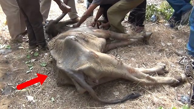 大水牛被困半月之久，等村民们发现时，已经饿成了“皮包骨”！