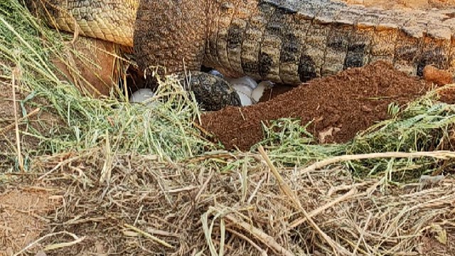 东方市喜鳄缘网络科技有限公司