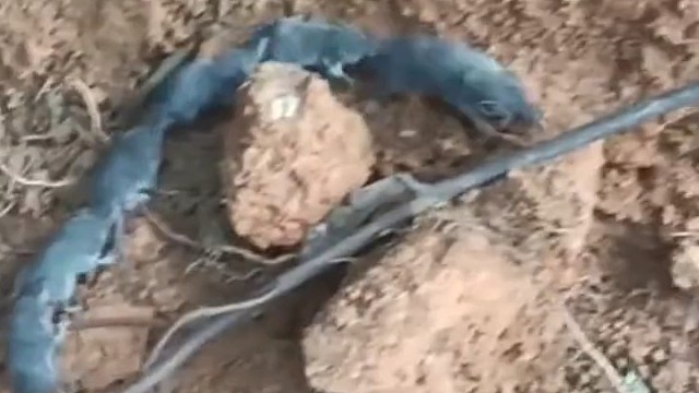 拖儿带女，见者大吉大利！