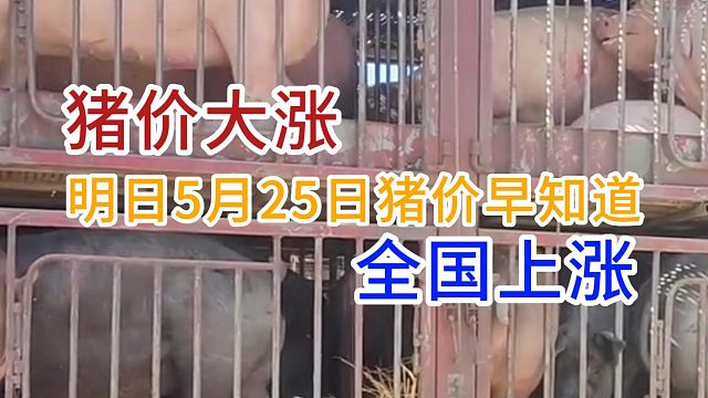 明日5月25日全国猪价早知道！猪价爆红大涨全国上涨#养猪人#猪价行情#三农养猪#猪价最新消息