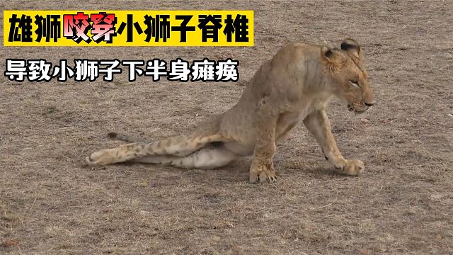 这头雄狮太狠毒，一口咬穿小狮子脊梁骨，致使它下半身瘫痪