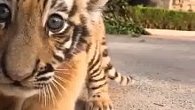 可爱的小老虎，猫科动物果然都一样。