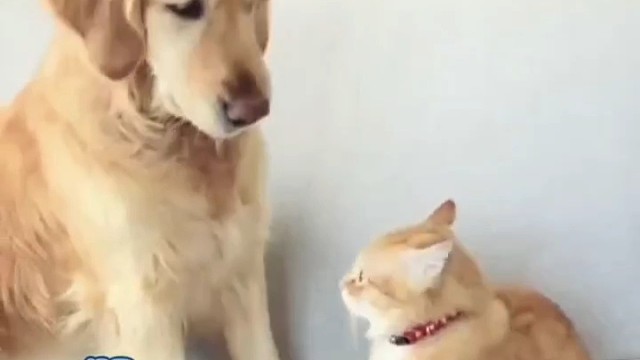 养猫和养狗的区别