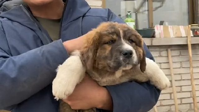 从小就咬人，小獒也是獒