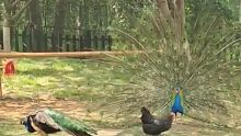 孔雀对着母鸡开屏，跨物种表白？母鸡：不适合，我们真的不适合