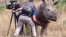 他正在拍摄的时候，一只犀牛过来让他帮忙挠痒痒。你说外国人天真有爱心，我只觉外国人少有原因