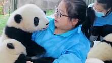 盘点最受欢迎的6大熊猫饲养员，这两位外国奶爸把国宝照顾的很好 #大熊猫 #国宝熊猫 #熊猫饲养员 