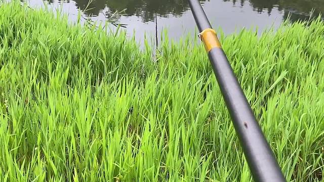 这鱼为什么不咬勾