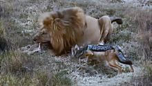 胡狼与狮子争食，这胆也太大了