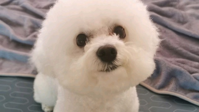 初见乍惊欢，久处仍怦然。