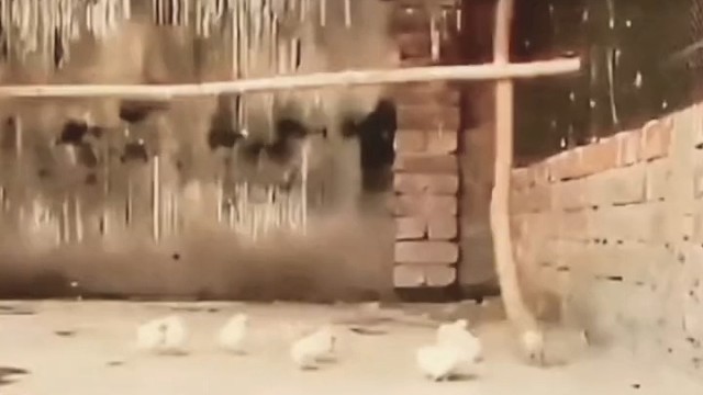 真实版老鹰捉小鸡