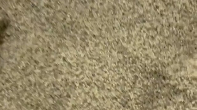 你们那里管它叫什么？