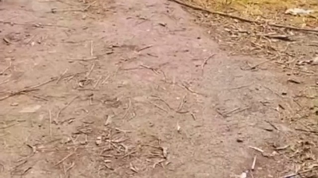 这才是公鸡中的战斗鸡