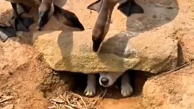 狗狗被一群鹅围堵，蹲在洞里咬着牙就是不敢出来 狗：有本事你们进来