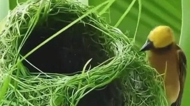 织布鸟是如何筑巢的？“一针一线 ”慢慢缝合。网友：动物界的建筑大师！