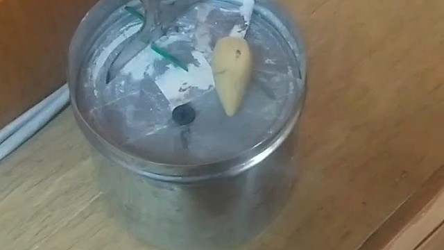 在中医治疗中也有很多方法进行治疗，颤证病在筋脉，与肝、肾、脾等脏关系密切。上述各种原因，导致气血阴