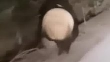 开车偶遇大熊猫，结果没想到大熊猫摔进沟里