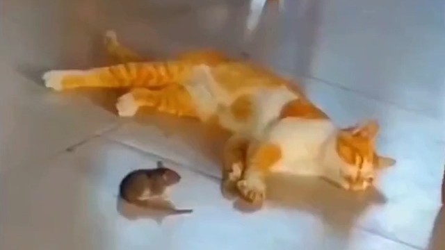 猫睡了都不敢跑，看你那丛样[捂脸]