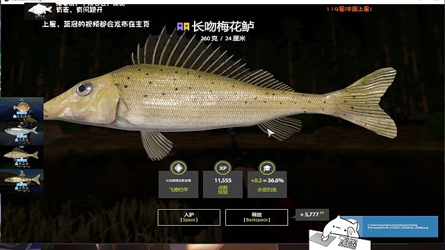 3图惟有诺克河–星长吻梅花鲈，新号500条鱼出货