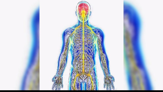 植物性神经紊乱的本质